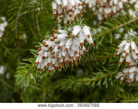 Closeup Of The Delicate White Flowers Of A White Heather Plant, Erica X Veitchii Exeter