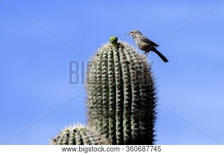 Cactus Wren On Top Of A Saguaro Cactus In The Az Desert