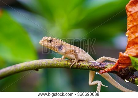 Close Up Macro Concept Garden Lizard Oriental Garden Lizard, Eastern Garden Lizard, Changeable Lizar