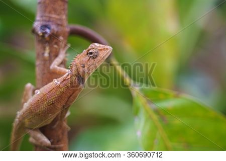 Close Up Macro Concept Garden Lizard Oriental Garden Lizard, Eastern Garden Lizard, Changeable Lizar