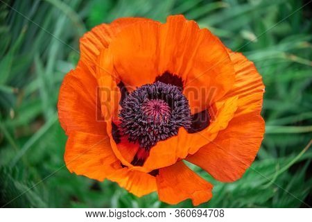 Closeup Shot Of A Large Orange Poppy In Full Bloom, Single Flower On Leaf Background