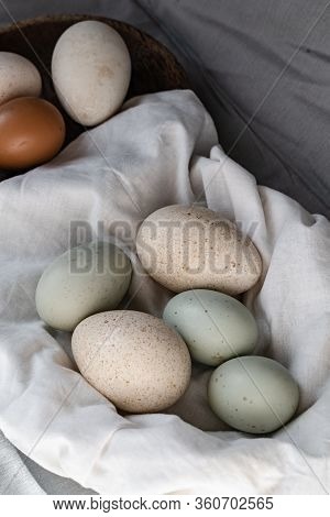 Araucana Eggs And Goose Eggs