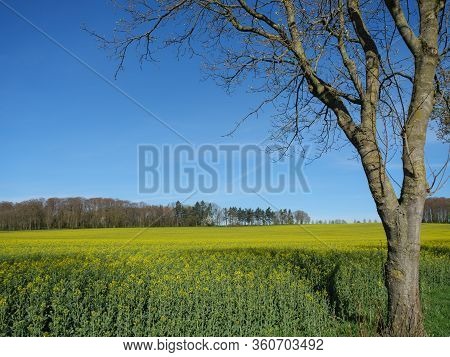 sunny day in the baumberge in germany