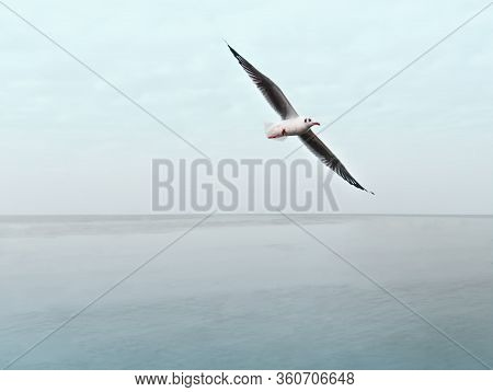 Seagull With Wingspread Flying Over The Sea