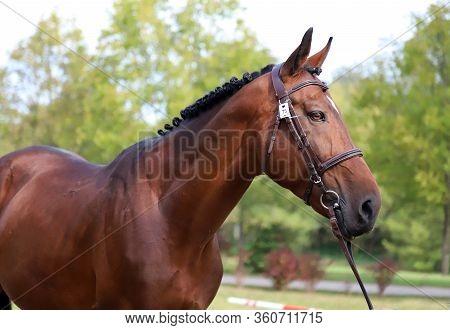 Thoroughbred Young Horse Posing At Animalfarm. Portrait Of A Purebred Young Race Horse Outdoors. Clo