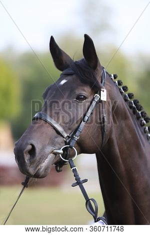 Thoroughbred Young Horse Posing At Animalfarm. Portrait Of A Purebred Young Race Horse Outdoors. Clo