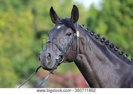 Thoroughbred Young Horse Posing At Animalfarm. Portrait Of A Purebred Young Race Horse Outdoors. Clo