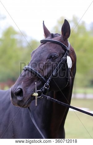Thoroughbred Young Horse Posing At Animalfarm. Portrait Of A Purebred Young Race Horse Outdoors. Clo