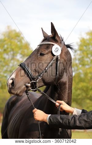 Thoroughbred Young Horse Posing At Animalfarm. Portrait Of A Purebred Young Race Horse Outdoors. Clo