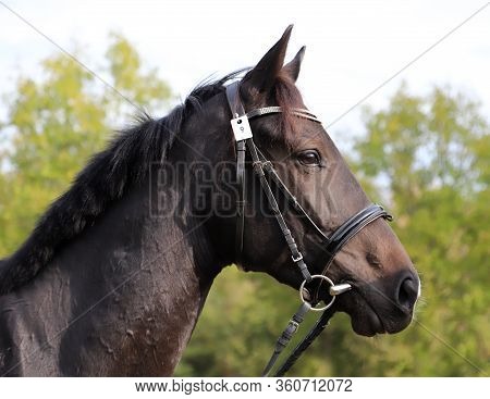 Thoroughbred Young Horse Posing At Animalfarm. Portrait Of A Purebred Young Race Horse Outdoors. Clo