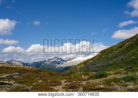 Field Of Lupine Bloom Atop Mountain Ridge In North Cascades