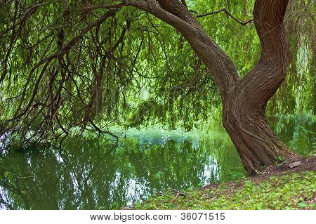 Willow na okraji vody