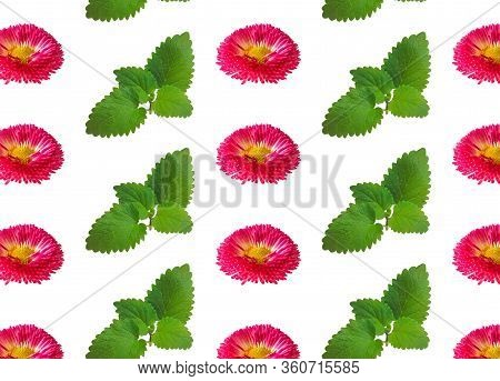 Daisy Flowers Regular Pattern White Background. Pink English Bellis Perennis Bellasima Rose. Seasona