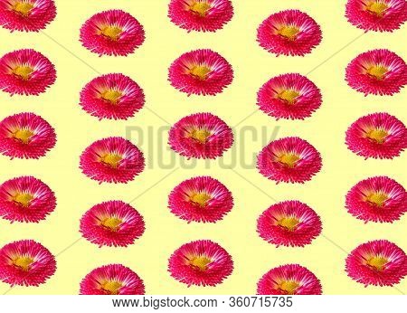 Daisy Flowers Regular Pattern Yellow Background. Pink English Bellis Perennis Bellasima Rose. Season
