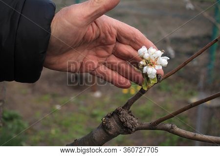 Gardener Inspections Alive Cuttings On Grafting Pear Tree With Formed Callus, Growing Buds, Young Le