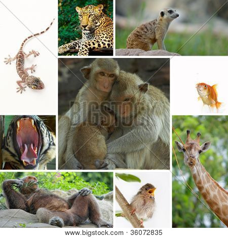 mix di animali