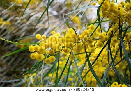 Blossoming Of Mimosa Tree,  Golden Wattle Close Up In Spring, Bright Yellow Flowers, Acacia Flowers