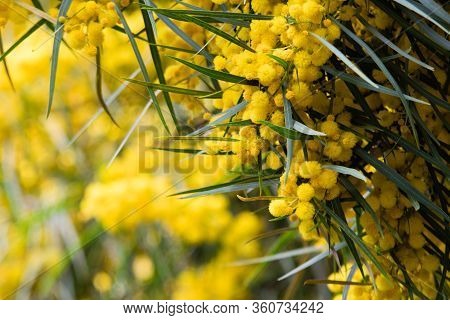 Blossoming Of Mimosa Tree,  Golden Wattle Close Up In Spring, Bright Yellow Flowers, Acacia Flowers