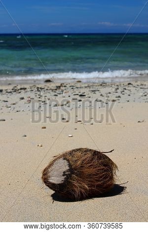 Coconut On The Beach: Wonderful Beach In The Pacific Ocean / Fiji Islands