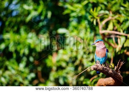 Lilac breasted roller (Coratias caudata) in Udawalawe National Park, Sri Lanka