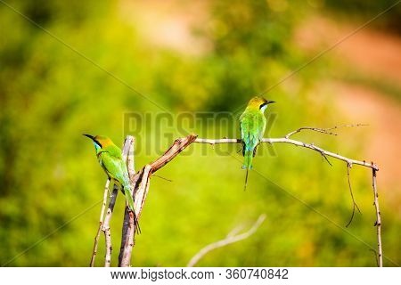 Lilac breasted roller birds (Coratias caudata) in Udawalawe National Park, Sri Lanka