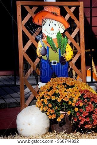 Tin Strawman Stands Guards Over His One And Only White Pumpkin.  Mums In Golden And Orange Sit Besid