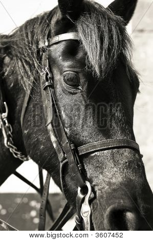 Percheron