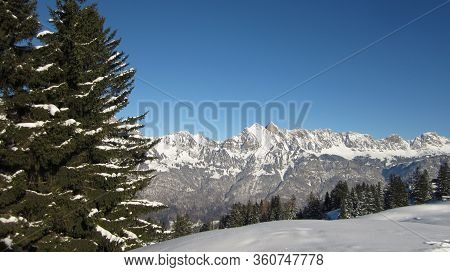 Sunny Winter Afternoon With A View Of The Snow-covered Mountain Range. Large Snowy Fir Trees On The 