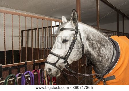 The Gray Sports Horse Is Saddled And In The Paddock Stands In Anticipation Of Training