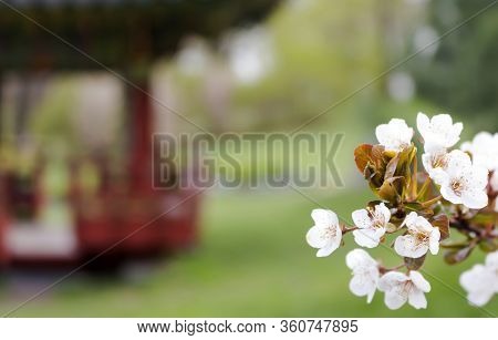 Flowers Of Decorative Cherries On A Park Background