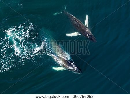 Aerial view of huge humpback whale, Iceland, Europe.