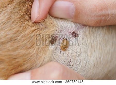 Ticks Biting And Suckin Blood From Dog