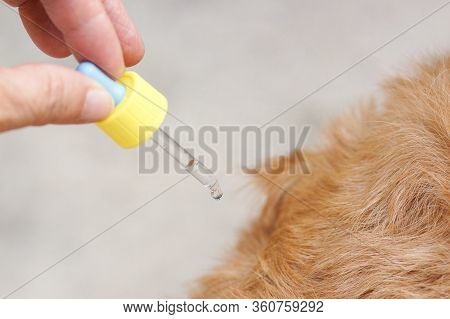 Pet Owner Droping Tick And Flea Killer On Dog's Back