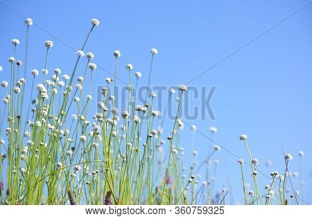 Closeup Of Wild Flowers Called Manee Dhevaa Eriocaulon Sp. With Blue Sky Background