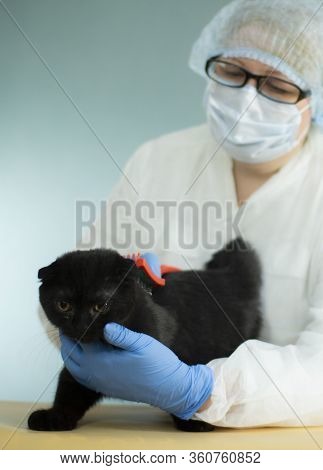 A Specialist Takes Care Of Animals Using A Special Tool. Hair Salon For Cats.