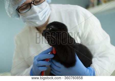 A Specialist Takes Care Of Animals Using A Special Tool. Hair Salon For Cats.