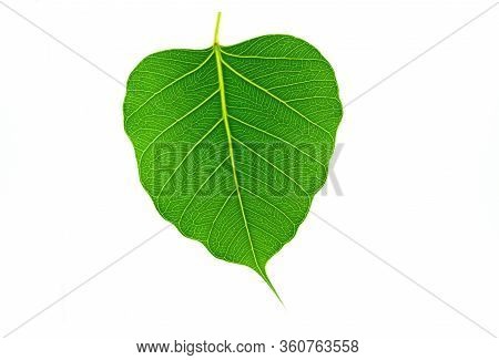 Close Up Green Tree Leaf Bo, Tree, Bohhi, Ficus, Religiosa, Isolated On White Background