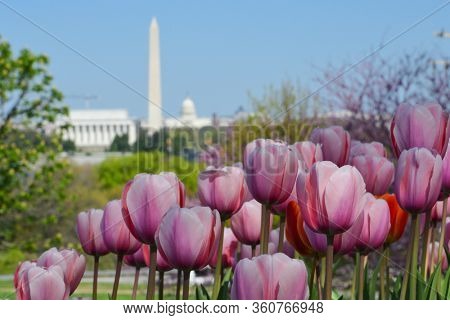 Springtime in Washington DC - Washington DC skyline with major monuments background and tulips foreground - Washington DC, United States of America