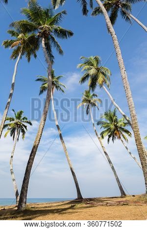 View Of Coconut Palm Tree Grove At Odayam Beach, Varkala, Kerala State, India