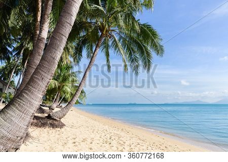 Tropical Sand Beach With Coconut Trees At The Morning. Thailand, Samui Island, Maenam.