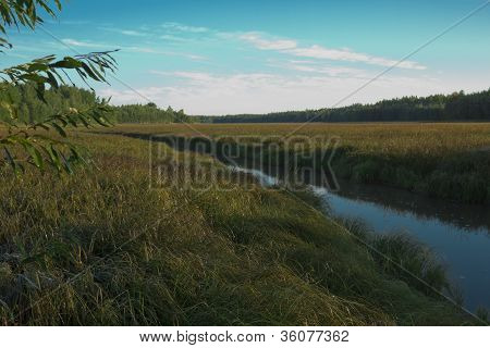 Forest River