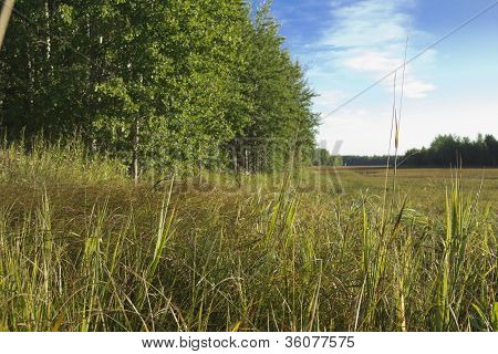 The field at the edge of the forest .