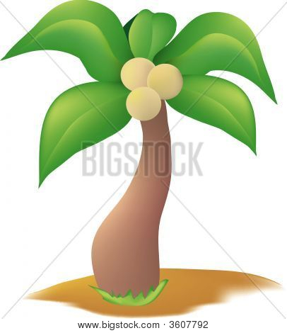 Albero di cocco