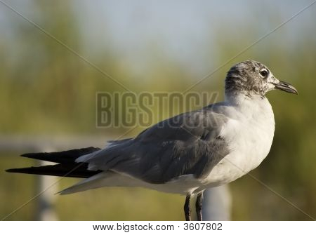 Racek