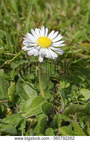 Common Daisy - Bellis Perennis 
Common Lawn Weed