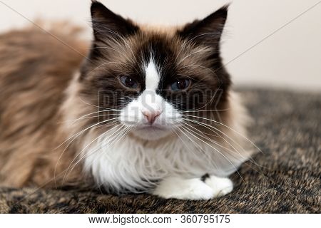 Portrait Of A Happy Fluffy Cat With Blue Eyes, An Unusual Breed Of Russian Nevsky Masquerade, Bred B