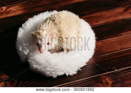 African Pygmy Hedgehog, Albino.