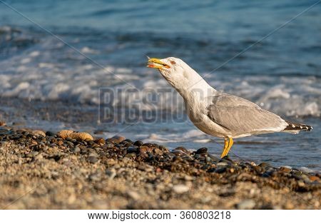 Seagull Caught Mullet And Eats On The Beach. Fresh Mullet Fish Catch By The Bird.