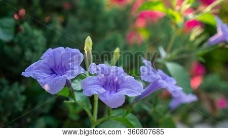 Beautiful Purple Color Petals Of Britton's Wild Petunia Flower Plant Know As Mexican Bluebell Bloomi