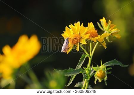 Picture Of Utetheisa Pulchella Butterfly On Yellow Flower In Springtime, Insect Background